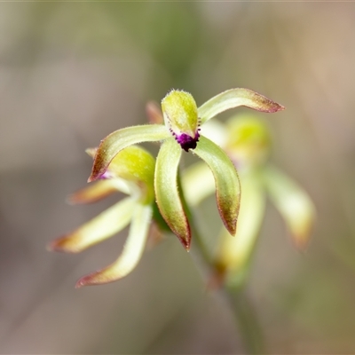 Caladenia testacea (Honey Caladenia) at Bargo, NSW - 16 Sep 2025 by Snows