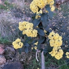 Pomaderris intermedia (Golden Pomaderris) at Campbell, ACT - 15 Sep 2025 by brianwythes2025
