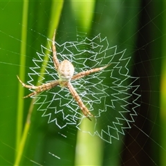 Argiope (genus) (A St. Andrew's cross spider) at Bargo, NSW - 12 Sep 2025 by Snows