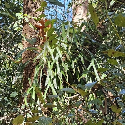 Platycerium bifurcatum (Elkhorn) at Pappinbarra, NSW - 13 Aug 2025 by jonvanbeest