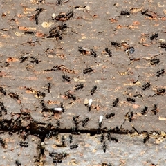 Iridomyrmex sp. (genus) (Ant) at Bargo, NSW - 16 Sep 2025 by Snows
