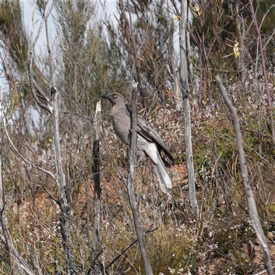 Strepera versicolor (Grey Currawong) at Boolijah, NSW - 18 Aug 2025 by RobG1
