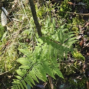 Pteris tremula at Hollisdale, NSW - 13 Aug 2025 by jonvanbeest