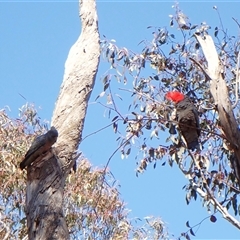 Callocephalon fimbriatum (Gang-gang Cockatoo) at Cook, ACT - 17 Sep 2025 by CathB