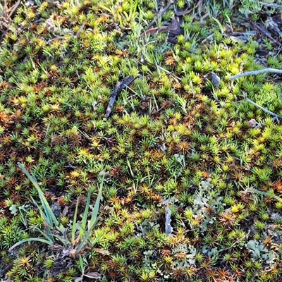 Polytrichaceae sp. (family) at Whitlam, ACT - 15 Sep 2025 by sangio7