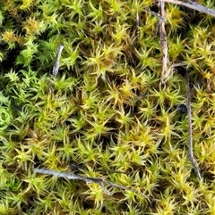 Barbula sp. at Whitlam, ACT - 15 Sep 2025 by sangio7