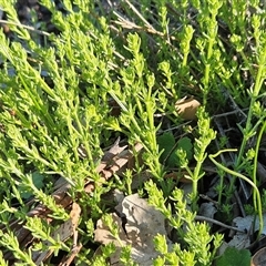 Galium gaudichaudii subsp. gaudichaudii (Rough Bedstraw) at Whitlam, ACT - 15 Sep 2025 by sangio7