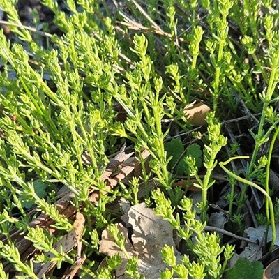 Galium gaudichaudii subsp. gaudichaudii (Rough Bedstraw) at Whitlam, ACT - 15 Sep 2025 by sangio7