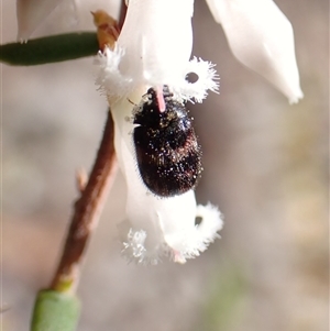 Eurhopalus froggatti (Dermestid beetle, Skin beetle) at Cook, ACT - 15 Sep 2025 by CathB
