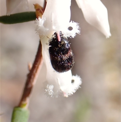 Eurhopalus froggatti (Dermestid beetle, Skin beetle) at Cook, ACT - 15 Sep 2025 by CathB