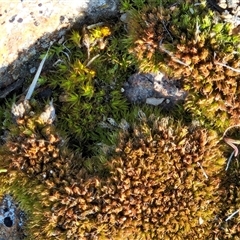 Barbula sp. at Whitlam, ACT - 15 Sep 2025 by sangio7