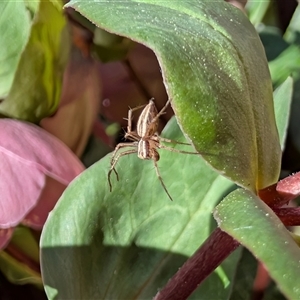 Oxyopes (genus) (Lynx spider) at Watson, ACT - 16 Sep 2025 by sbittinger