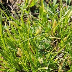 Carex breviculmis (Short-Stem Sedge) at Whitlam, ACT - 15 Sep 2025 by sangio7