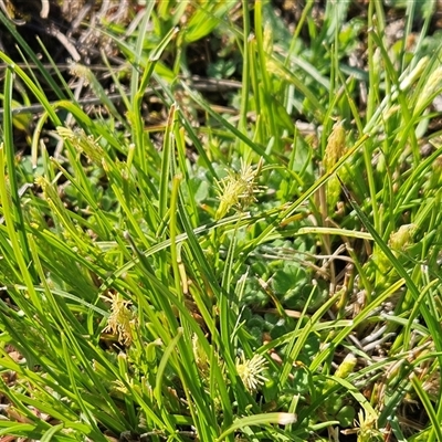 Carex breviculmis (Short-Stem Sedge) at Whitlam, ACT - 15 Sep 2025 by sangio7