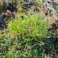 Carex breviculmis at Whitlam, ACT - 15 Sep 2025 09:53 AM