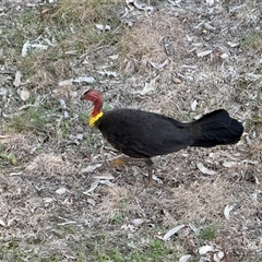 Alectura lathami (Australian Brush-turkey) at Bucketty, NSW - 16 Sep 2025 by MartinPredavec