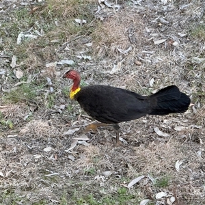 Alectura lathami (Australian Brush-turkey) at Bucketty, NSW - 16 Sep 2025 by MartinPredavec