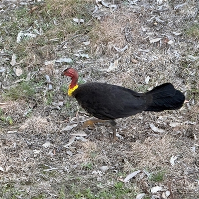 Alectura lathami (Australian Brush-turkey) at Bucketty, NSW - 16 Sep 2025 by MartinPredavec