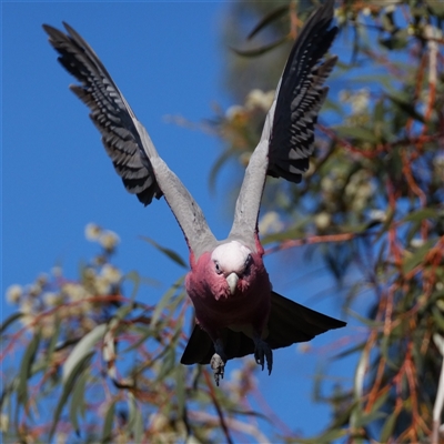 Eolophus roseicapilla (Galah) at Duffy, ACT - 31 Aug 2025 by RobG1