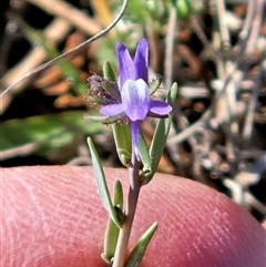 Linaria arvensis at Whitlam, ACT - 23 Sep 2025 by sangio7