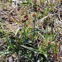 Luzula densiflora (Dense Wood-rush) at Whitlam, ACT - 15 Sep 2025 by sangio7