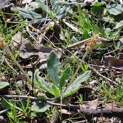 Plantago varia (Native Plaintain) at Whitlam, ACT - 15 Sep 2025 by sangio7