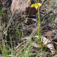 Diuris chryseopsis (Golden Moth) at Whitlam, ACT - 15 Sep 2025 by sangio7
