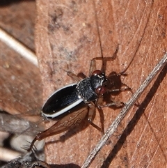 Trigonidium (Balamara) albovittatum (Handsome trig) at Hall, ACT - 14 Sep 2025 by Anna123
