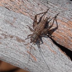 Bobilla sp. (genus) (A Small field cricket) at Hall, ACT - 14 Sep 2025 by Anna123