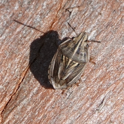 Eribotes sp. (Shield bug) at Hall, ACT - 14 Sep 2025 by Anna123