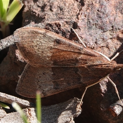 Uresiphita ornithopteralis (Tree Lucerne Moth) at Hall, ACT - 13 Sep 2025 by Anna123
