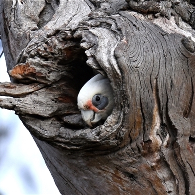 Cacatua sanguinea (Little Corella) at Symonston, ACT - 9 Jul 2025 by davidcunninghamwildlife