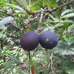 Chionanthus sleumeri at Syndicate, QLD - 9 Dec 2017 05:38 PM