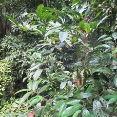 Chionanthus sleumeri at Syndicate, QLD - 9 Dec 2017 05:38 PM