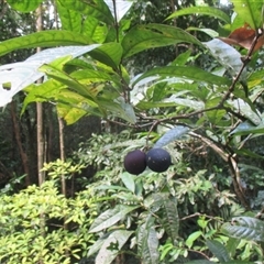 Chionanthus sleumeri at Syndicate, QLD - 9 Dec 2017 05:38 PM