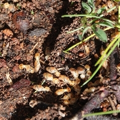 Nasutitermes (genus) (Snouted termite, Gluegun termite) at Hall, ACT - 11 Sep 2025 by Anna123