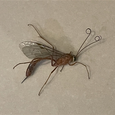 Netelia sp. (genus) at Crace, ACT - 14 Sep 2025 by GG
