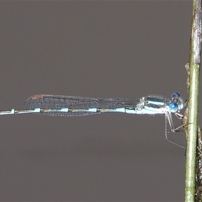 Austrolestes leda (Wandering Ringtail) at Hall, ACT - 11 Sep 2025 by Anna123