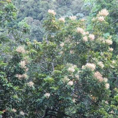 Cardwellia sublimis (northern silky oak) at Syndicate, QLD - 9 Dec 2017 by JasonPStewartNMsnc2016