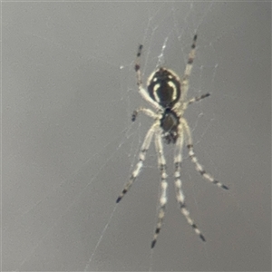 Araneus sp. (genus) at Melbourne, VIC - 16 Sep 2025 by Hejor1