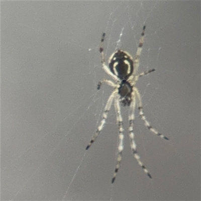 Araneus sp. (genus) at Melbourne, VIC - 16 Sep 2025 by Hejor1