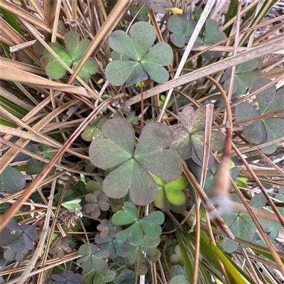 Oxalis (genus) at Melbourne, VIC - 16 Sep 2025 by Hejor1