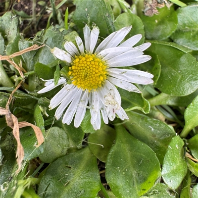 Chamaemelum nobile at Melbourne, VIC - 16 Sep 2025 by Hejor1