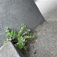 Sonchus sp. at Melbourne, VIC - 16 Sep 2025 by Hejor1