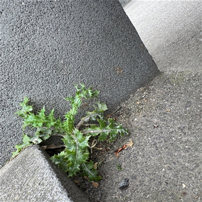 Sonchus sp. at Melbourne, VIC - 16 Sep 2025 by Hejor1