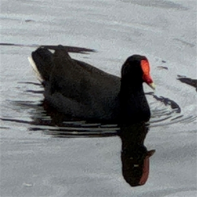 Gallinula tenebrosa (Dusky Moorhen) at Melbourne, VIC - 16 Sep 2025 by Hejor1