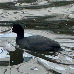 Fulica atra (Eurasian Coot) at Melbourne, VIC - 16 Sep 2025 by Hejor1