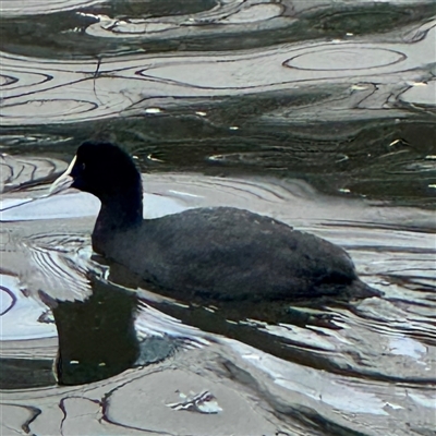 Fulica atra (Eurasian Coot) at Melbourne, VIC - 16 Sep 2025 by Hejor1