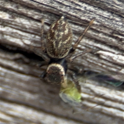Maratus griseus (Jumping spider) at Melbourne, VIC - 16 Sep 2025 by Hejor1