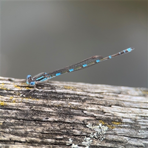 Austrolestes leda (Wandering Ringtail) at Southbank, VIC - 16 Sep 2025 by Hejor1